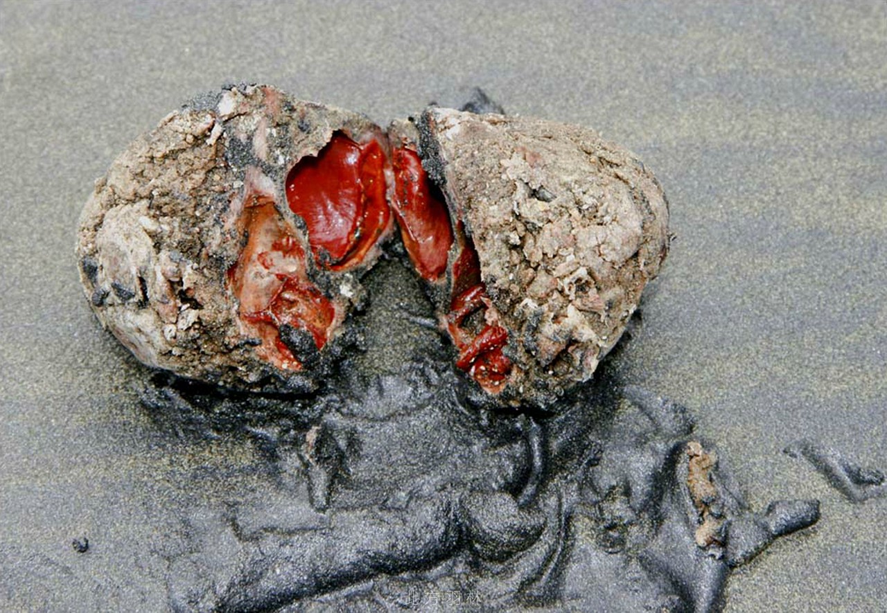 看起來就跟石頭一樣，這東西真的能吃嗎：智利腕海鞘
