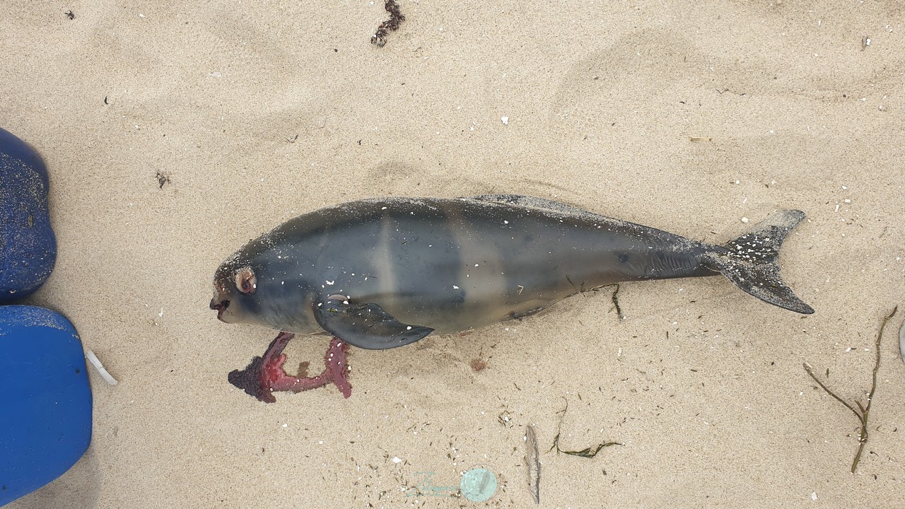 海岸的意外訪客-露脊鼠海豚