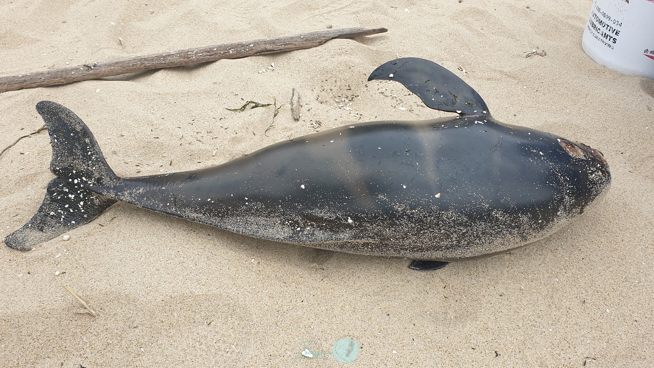海岸的意外訪客-露脊鼠海豚