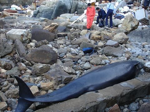 2007年擱淺在北竿的偽虎鯨