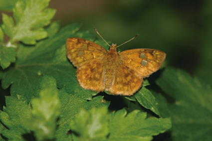 黃襟弄蝶在臺灣十分少見，與馬祖的黃襟弄蝶分屬不同的亞種