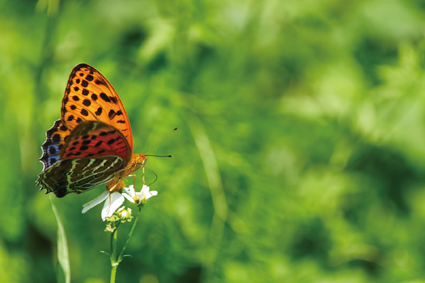 豹蛺蝶是春天常見的大型蝶種