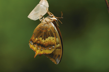 玉帶螯蛺蝶是夏天馬祖常見的蝴蝶之一