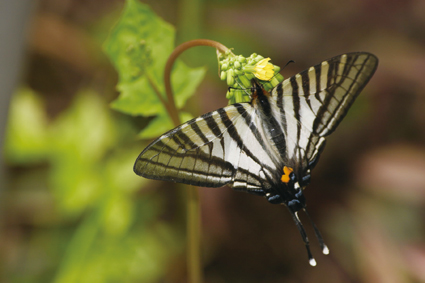 在臺灣罕見的黑尾劍鳳蝶在馬祖卻相當普遍
