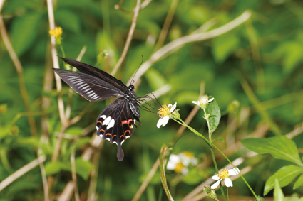 馬祖的白紋鳳蝶比臺灣的白紋鳳蝶體型較大，後翅的白斑也較發達