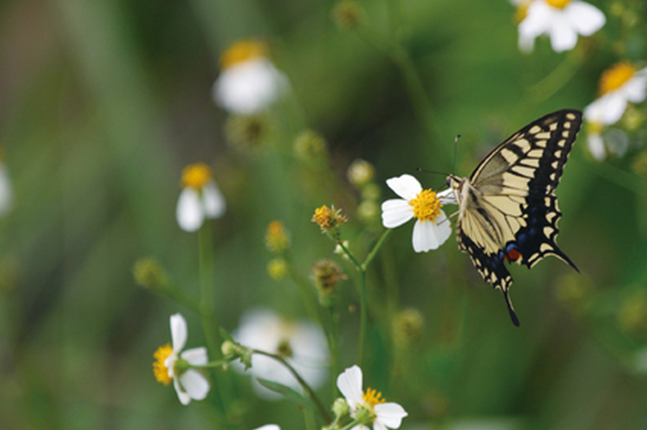 馬祖是臺澎金馬地區最容易看到黃鳳蝶的地區