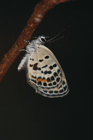 密點玄灰蝶常出現在景天科植物附近